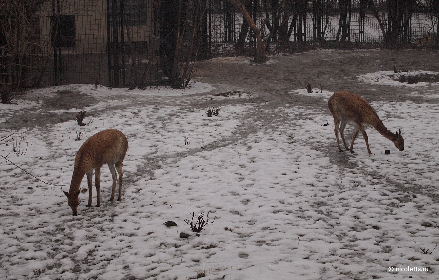 Пражский зоопарк зимой